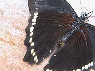 Papilio nireus Constanza Michelle Yokadouma Cameroun 11042011 {JPEG}