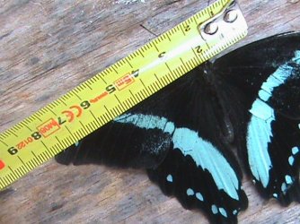 Papilio nireus Linnaeus 1758 Constanza Michelle Yokadouma Cameroun 28042011 {JPEG}