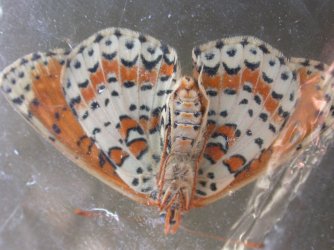 Papillon-Didymaeformia-didyma-Fressines-79-09092006-Guyonnet-Antoine {JPEG}