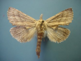 Pterostoma palpina Collection Levesque Robert {JPEG}
