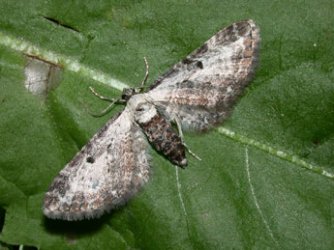 Eupithecia succenturiata (Linnaeus, 1758) {JPEG}
