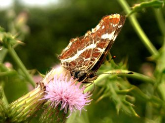 Nymphalidae Araschnia levana Brams Arnaud Somme-Leuze (Hogne) Belgique 29072008 {JPEG}