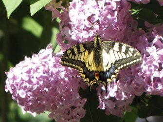 Papilio machaon Miteu Martine Saint-Laon 86 22042011 {JPEG}