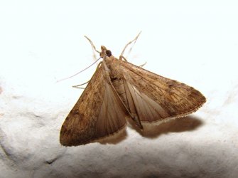 Nomophila noctuella Porteneuve Jean-Jacques Brioude 43 28082009 {JPEG}