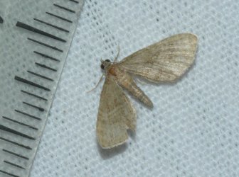 Eupithecia haworthiata West Hazel Saint-Dizant du Gua 17 02062016 {JPEG}