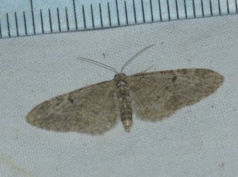 Eupithecia sp West Hazel Saint-Ciers du Taillon 17 10052016 {JPEG}
