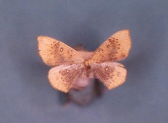 Cyclophora albiocellaria Collection Levesque Robert {JPEG}