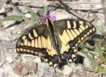 Papilio machaon Brunet Claudie Bors de Montmoreau 16 25072009 {JPEG}
