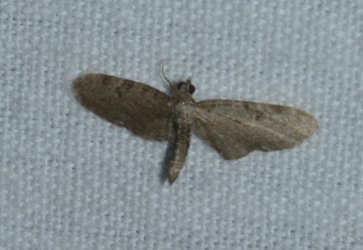 Eupithecia virgaureata West Hazel Saint-Dizant du Gua 17 06092016 {JPEG}