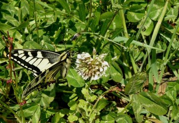 Papilio machaon Gagnère Marie-Paule Fouras 17 21042009 {JPEG}