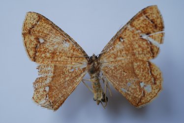Melinoessa croesaria (Herrich-Schäffer, 1855) {JPEG}
