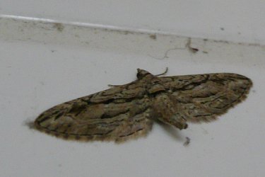 Eupithecia phoeniceata Le Mao Patrick La Rougeolais Saint-Piere-de-Plesguen (35) 30092008 {JPEG}