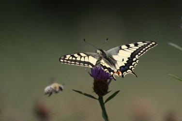Papilio machaon Villatte Raymond Rancon 87 12092009 {JPEG}