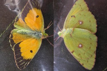 Papillon-Colias-crocea-Thiors-79-27062007 {JPEG}