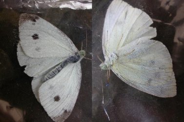 Papillon-Pieris-rapae-Thiors-79-27062007-Guyonnet {JPEG}