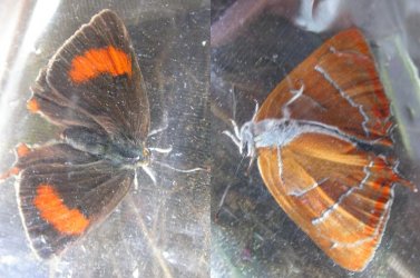 Papillon Thecla betulae Thiors 79 27082006 Guyonnet {JPEG}