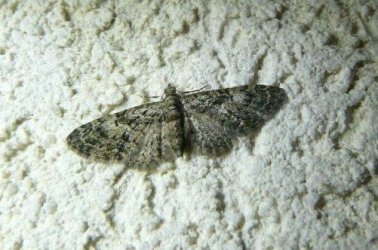Eupithecia dodoneata Montenot Jean-Pierre La Rochelle 17 15042015 {JPEG}