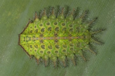 Limacodidae sp Gaboly Michel Guyane {JPEG}