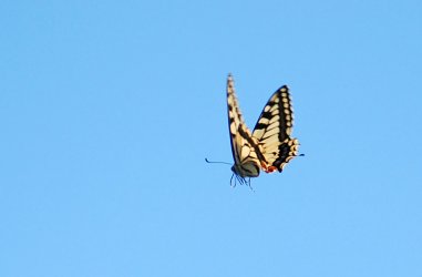 Papilio machaon Cazaux Henri Luquet 65 10/09/2009 {JPEG}