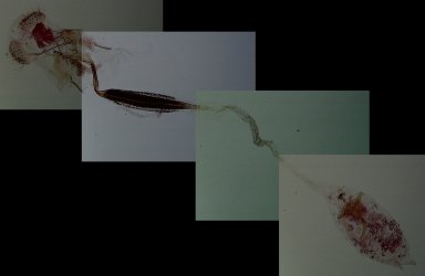Coleophora pyrrhulipennella AC-13314 Lemoine Christian Curçay sur Dive 86 11062015 {JPEG}