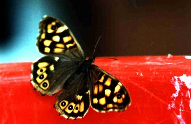 Papillon Pararge aegeria Niort 79 15062000 Guyonnet {JPEG}