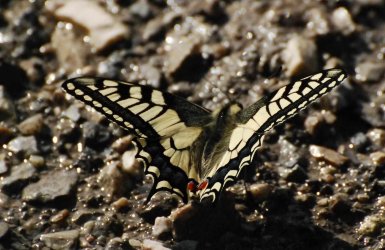 Papilio machaon Bégot Véronique Ecole en Bauges 73 05062011 {JPEG}