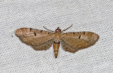 Eupithecia absinthiata Champarnaud Claude Saint-Jean d&#39;Angle 17 26082019 {JPEG}