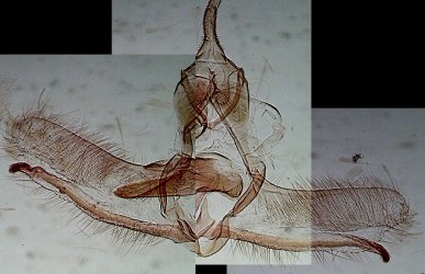 Cnephasia asseclana mâle AC-6923 {JPEG}