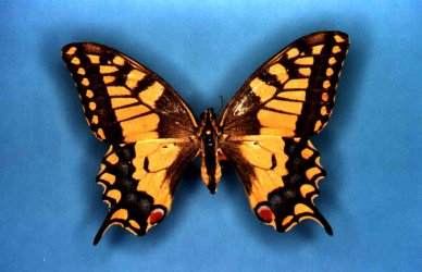 Papilio machaon Collection Levesque Robert {JPEG}
