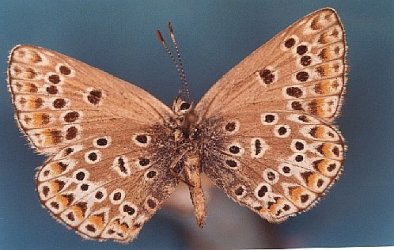 Polyommatus escheri Collection Levesque Robert Hanc 79 {JPEG}