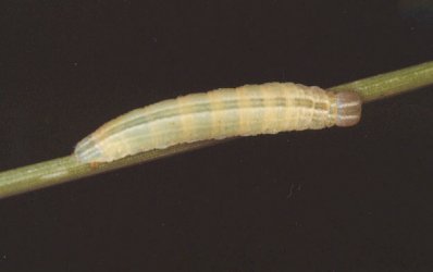 Thymelicus lineola (Ochsenheimer, 1808) {JPEG}