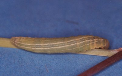 Thymelicus lineola (Ochsenheimer, 1808) {JPEG}