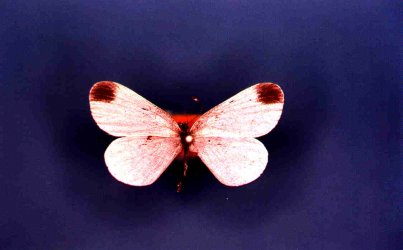 Papillon Leptidea sinapis Collection Levesque Robert {JPEG}