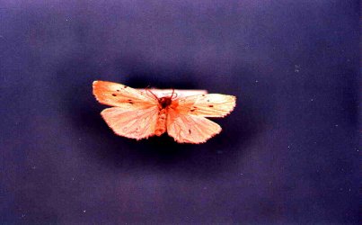 Pelosia muscerda Collection Levesque Robert {JPEG}