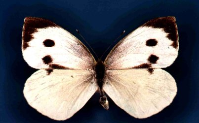 Papillon Pieris brassicae Collection Levesque Robert {JPEG}