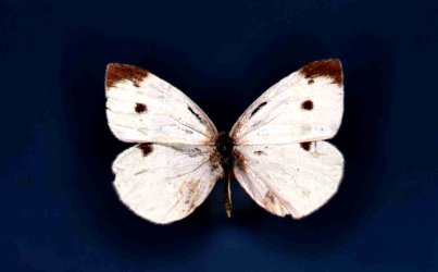 Papillon Pieris rapae Collection Levesque Robert {JPEG}