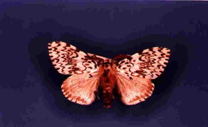Lymantria monacha Collection Levesque Robert {JPEG}