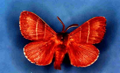 Macrothylacia rubi Collection Levesque Robert {JPEG}