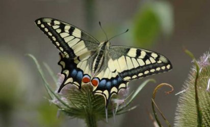 Papilio machaon Zunino Fabien Port de Salles Le Vigeant 86 08072006 {JPEG}