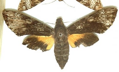 Isognathus occidentalis Levesque Robert - Saint-Laurent du Maroni (973) - 09/1983 {JPEG}