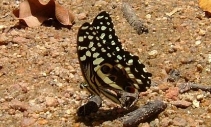 Papilio demodocus Ceylo Dominique Manompana Madagascar 07122010 {JPEG}