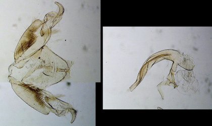 Stenoptilia zophodactyla mâle AC-7153 {JPEG}