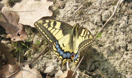 Papilio machaon Rozier Françoise Châtellerault 86 11042011.JPG {JPEG}