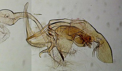 Bryotropha desertella mâle AC-7568 {JPEG}
