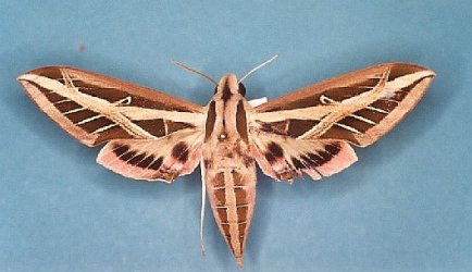 Eumorpha fasciata Levesque Robert - Saint-Jean du Maroni (973) - 12/1987 {JPEG}