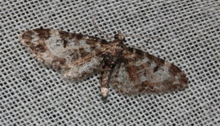 Eupithecia irriguata Odeide René Smarves 86 07052013 {JPEG}