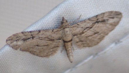 Eupithecia phoeniceata Huberson Sophie Vaux sur Mer 17 04102016 {JPEG}