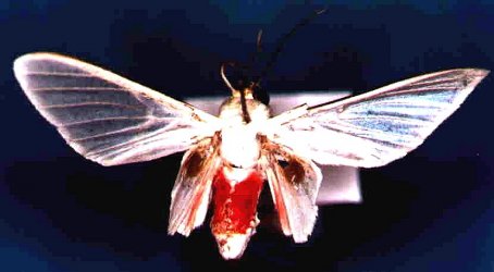 Eupsodosoma aberrans (Schaus, 1905) {JPEG}