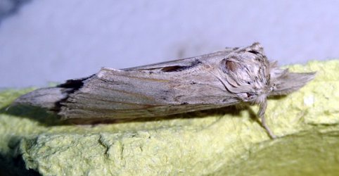 Pterostoma palpina Boucher David Sansais 79 27082019 {JPEG}
