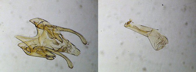 Scrobipalpa nitentella mâle AC-7578 {JPEG}